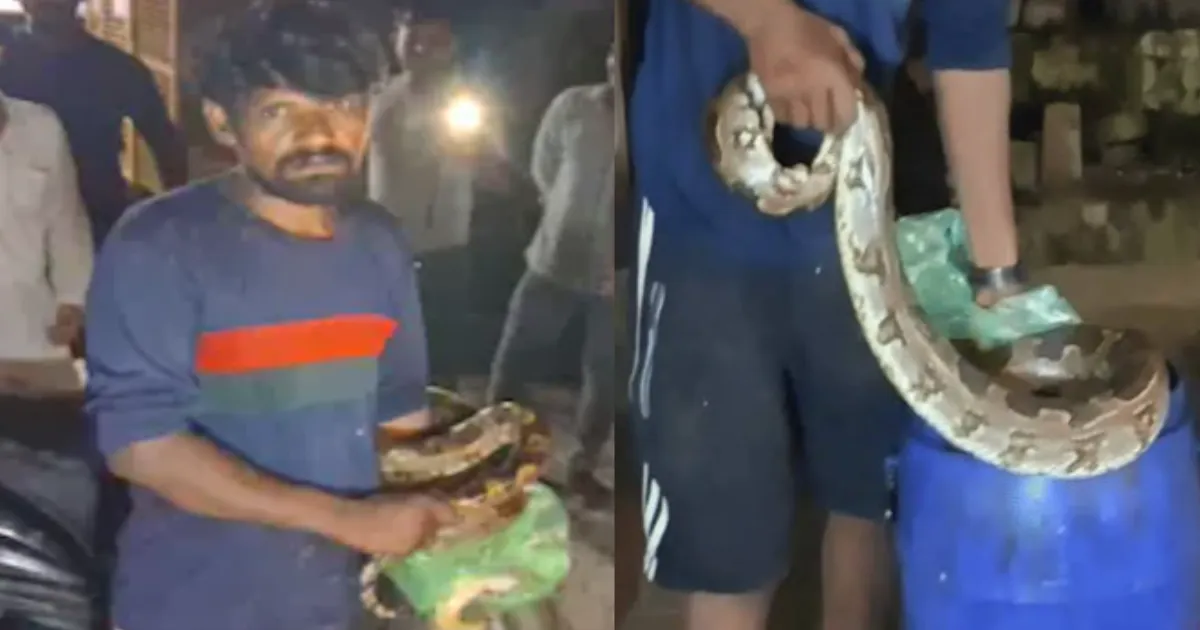 Drunk Man Wraps 15-Foot Python Around Neck in UP Meat Shop