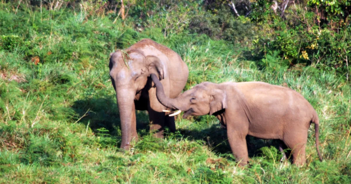 Kerala Report Flags Six Villages as Hotspots For Elephant-Human Conflict Deaths