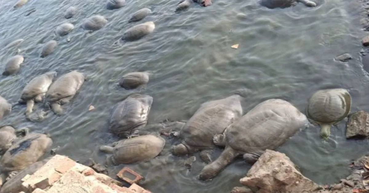 Haryana's Kajalheri Turtle Sanctuary Turns Toxic, Rare Species Flee