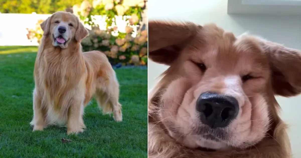 Tucker Budzyn Dies At 8: Internet Mourns Its Favourite Golden Retriever