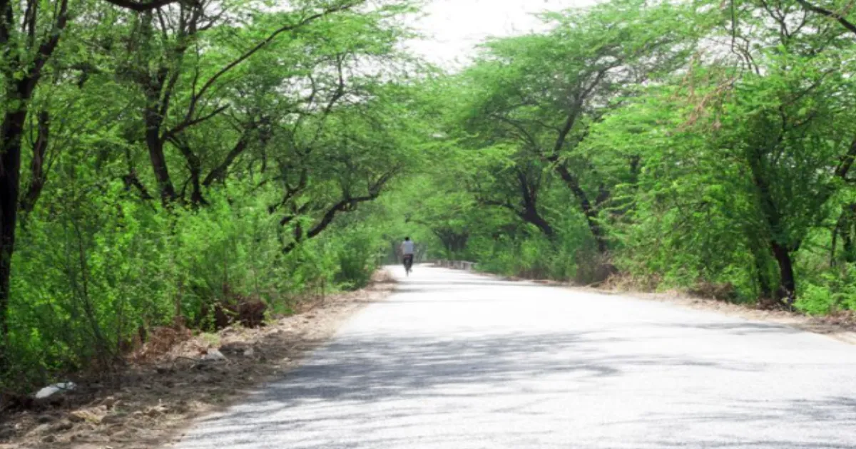 Delhi Approves Reserved Forest Status for 277 Acres of Northern Ridge