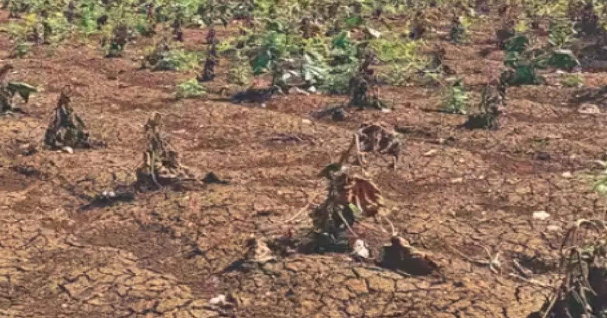 Marathwada Drought: 265 Talukas Declared, Farmers Still Await Relief