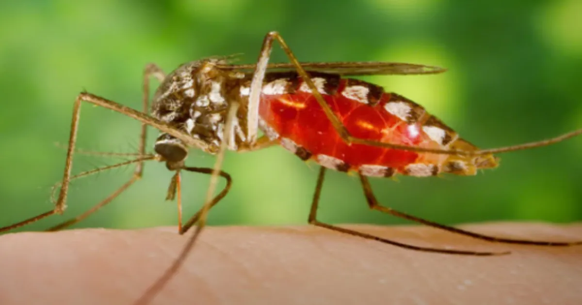 Mumbai Malaria, H1N1 Cases Rise This Monsoon While Dengue Dips, Says BMC