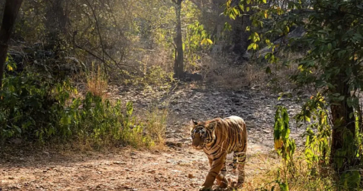 WWF Report: Global Wildlife Populations Down 73% Since 1970, but India’s Big Cats Show Recovery