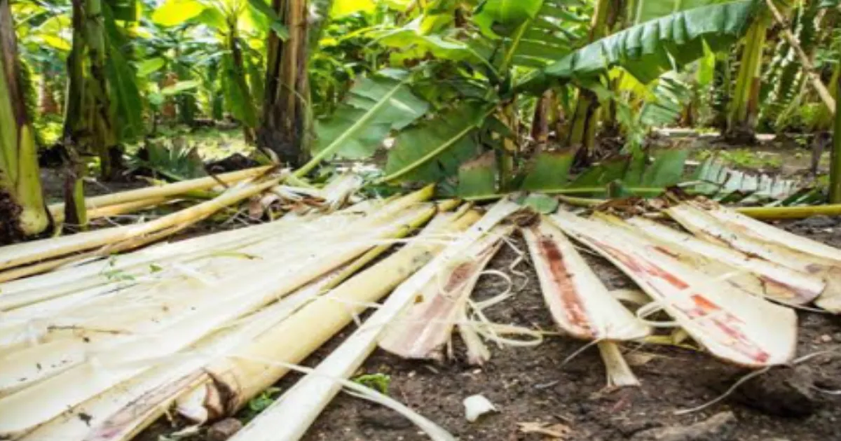 Taruwar Agro Industries Reports ₹2.5 Crore Revenue in FY26 From Banana Stem Products