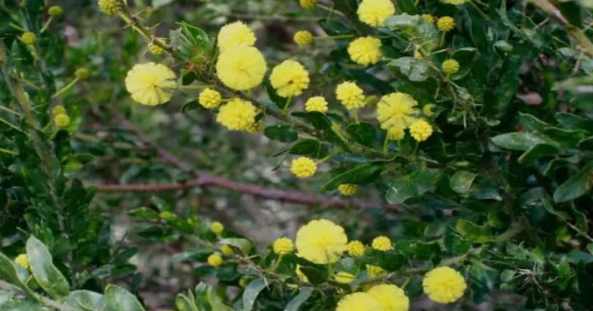 Prickly Acacia Infests Over 6.6 Million Hectares of Australia