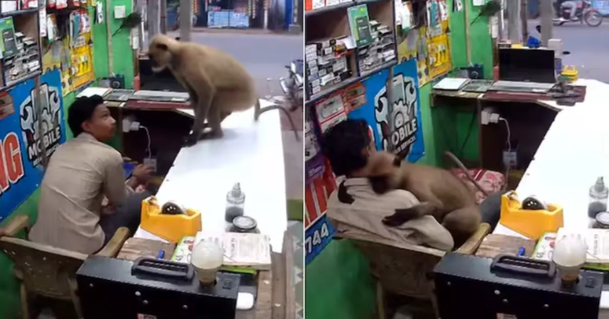 CCTV Footage of Langur Hugging Shopkeeper in Odisha Goes Viral With Over 200M Views