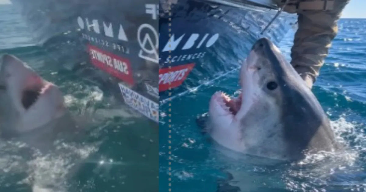 Veteran on Shark-Tagging Trip Was Never in Danger, Says Organiser Jimmy Lee Armel