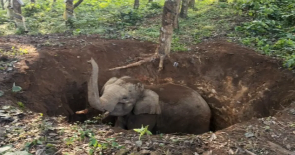 Rescue Underway After Elephant Calf Falls Into Abandoned Well in Keralam