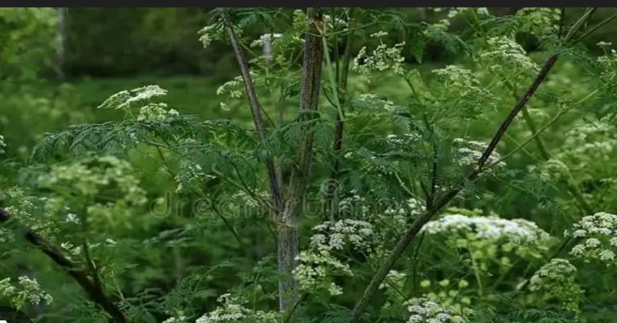 YouTuber Warns ChatGPT Nearly Caused Deadly Mistake by Calling Poison Hemlock ‘Carrot’