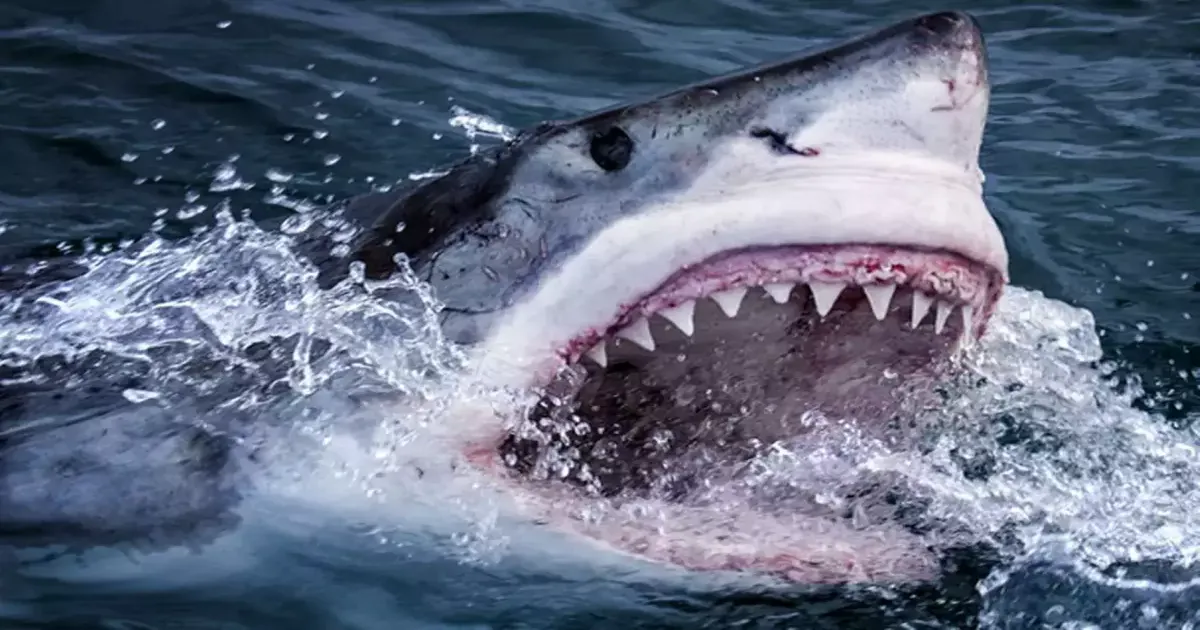 shark-horror-paradise-turned-into-a-nightmare-holiday