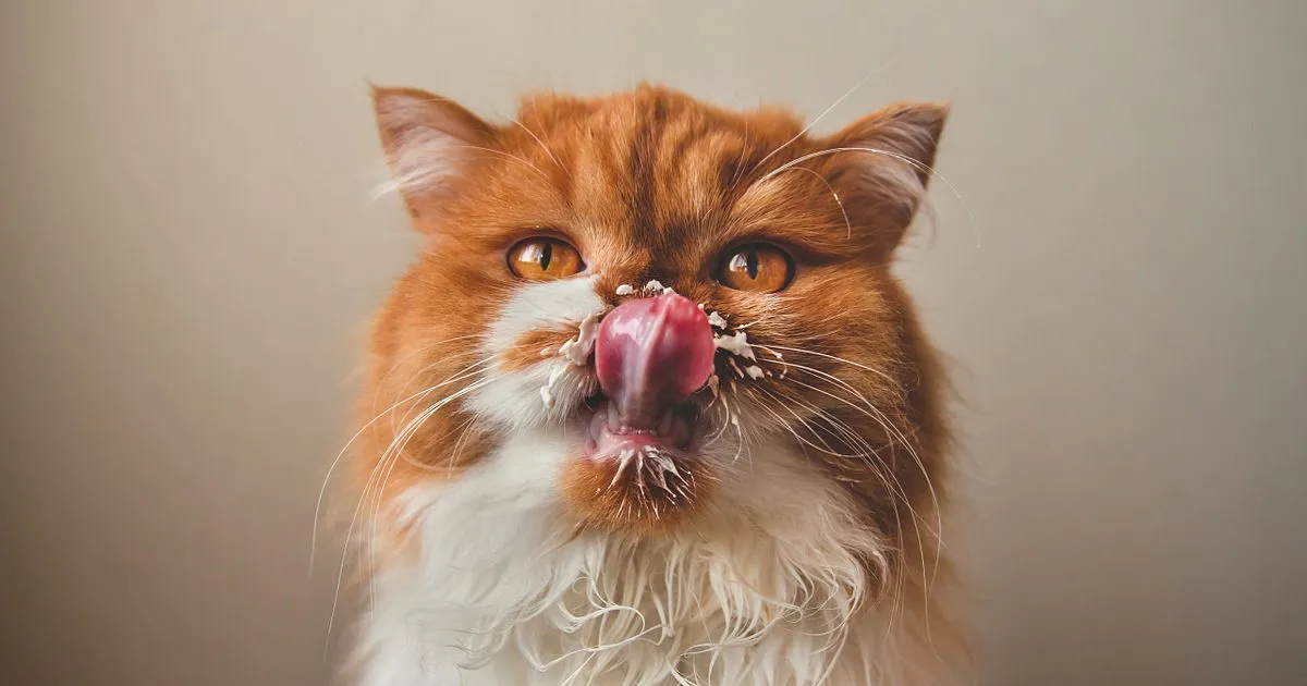 5 Everyday Human Foods That Can Poison Your Cat