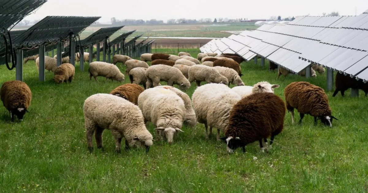 sheep-mowers-us-farmers-turn-to-sheep-as-solar-site-law