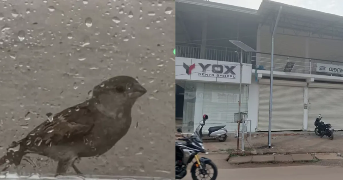 A Heartwarming Rescue! Kerala Judge and Collector Save a Tiny Sparrow