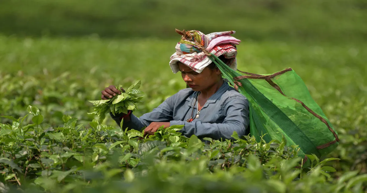 India's Tea Output Crashes 9% in June