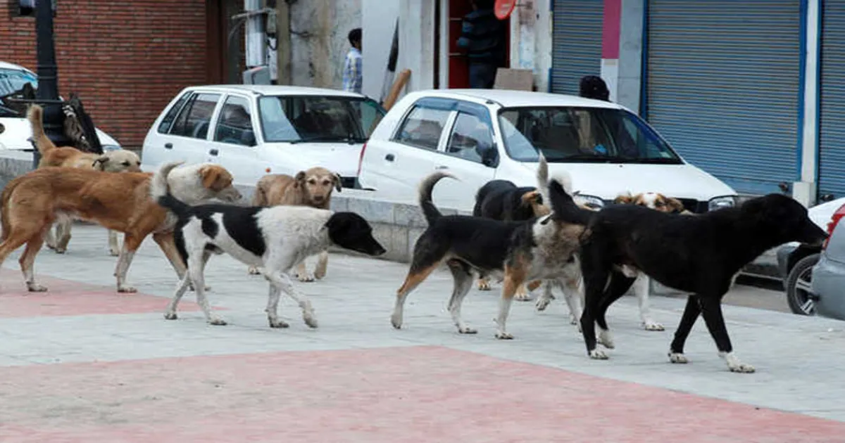 J&K Faces Alarming Rise in Dog Bite Cases Across the Region; 150 Incidents Reported Daily