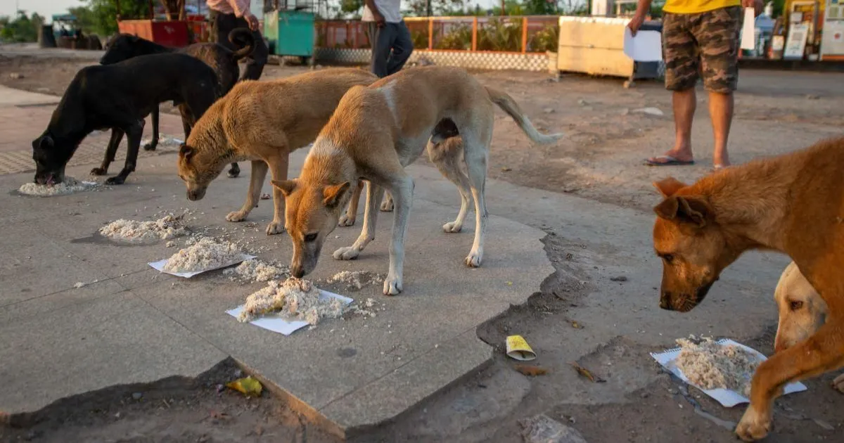 Greater Bengaluru Authority to Enforce Strict Rules on Feeding Stray Dogs After Supreme Court Order