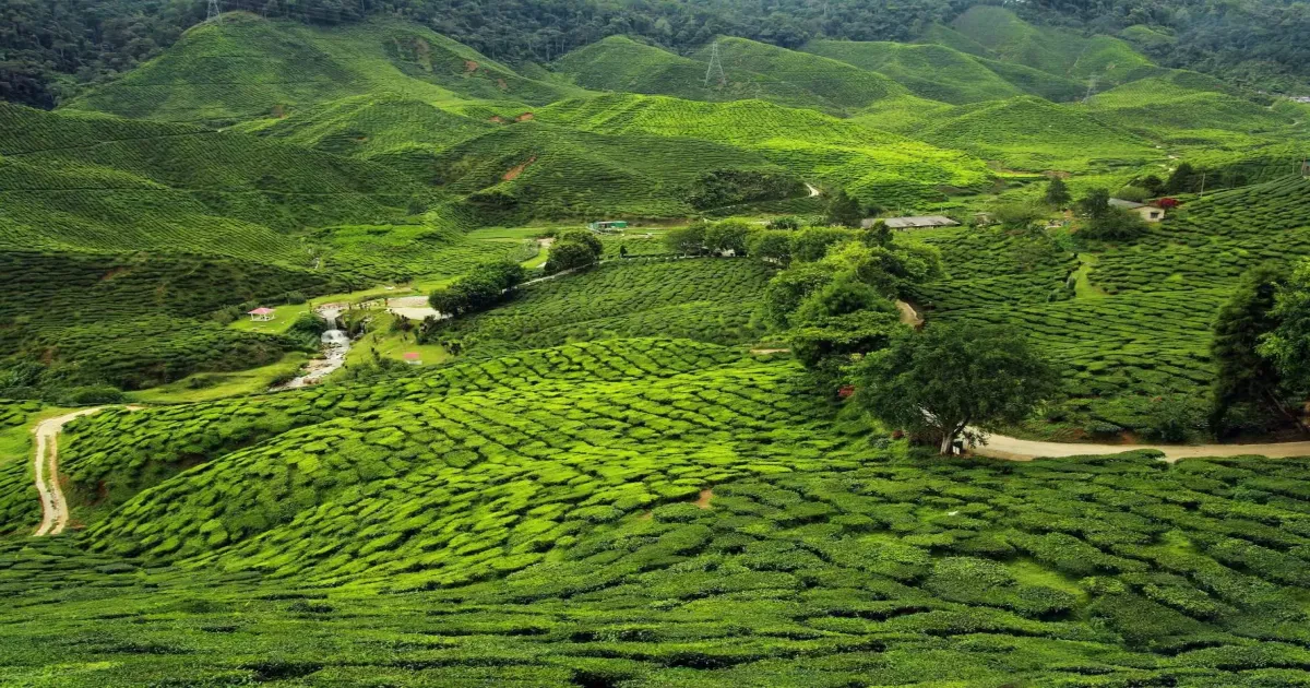 India’s Tea Exports Surge To 10-Year High