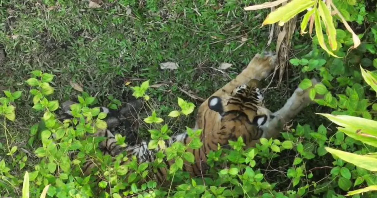 tiger-shot-dead-in-self-defence-during-tranquilising-mi