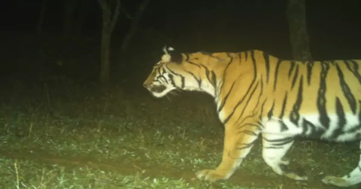 Tiger Eats Man Alive! Tribal Man Mauled to Death in Ooty Forest