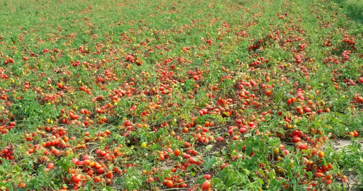 Tomato Prices Plummet in Tamil Nadu, Forcing Farmers to Destroy Crops