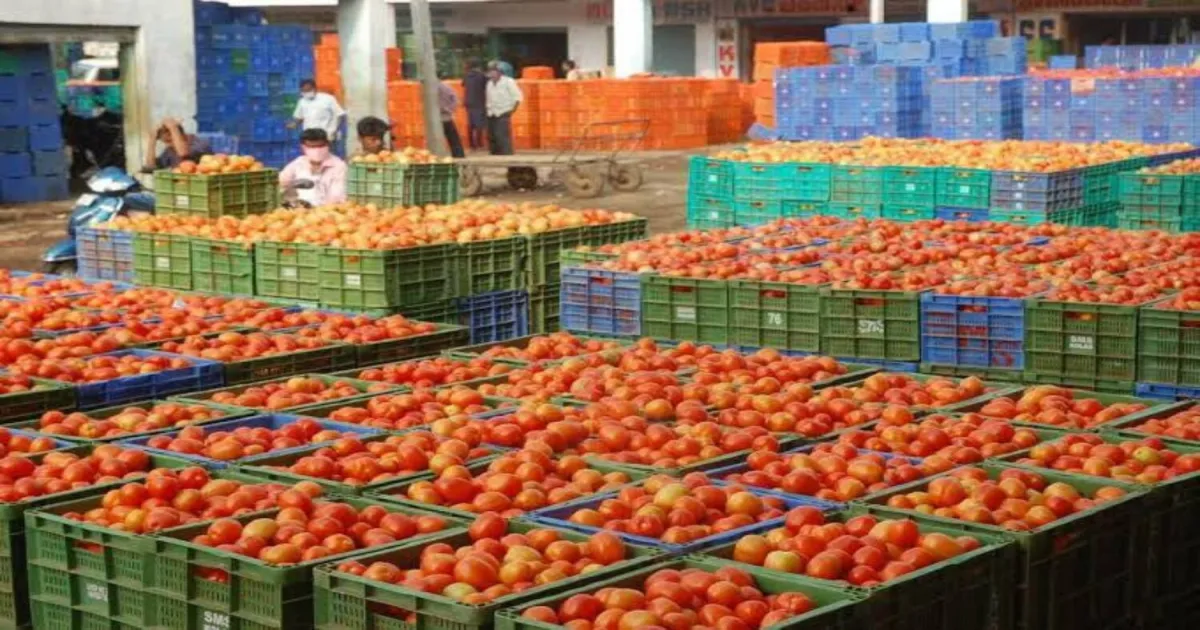 tomato-farmers-reel-in-distress-as-wholesale-prices-plu
