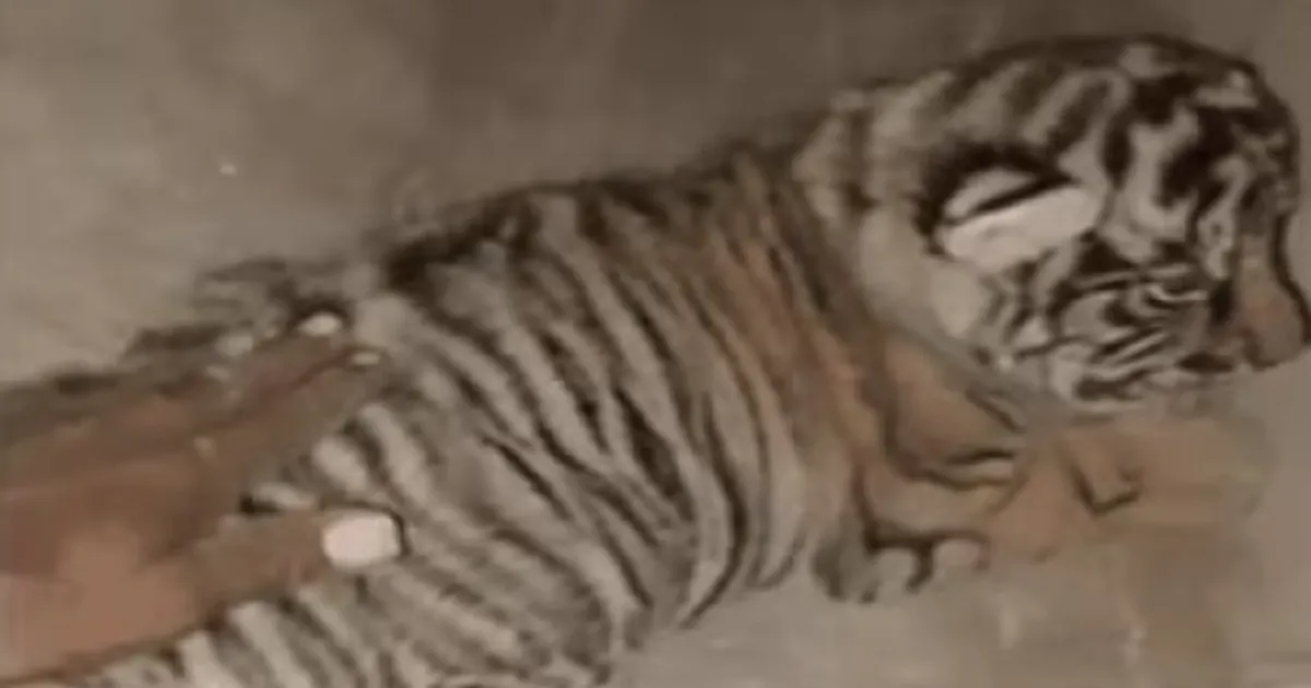 Reckless Encounter! Man Touching Tiger Cubs Sparks Outrage at Ranthambore