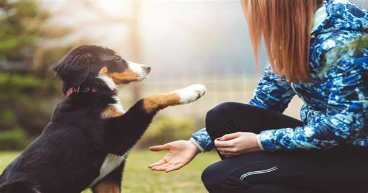 How to Teach Your Pet a New Trick in 5 Days