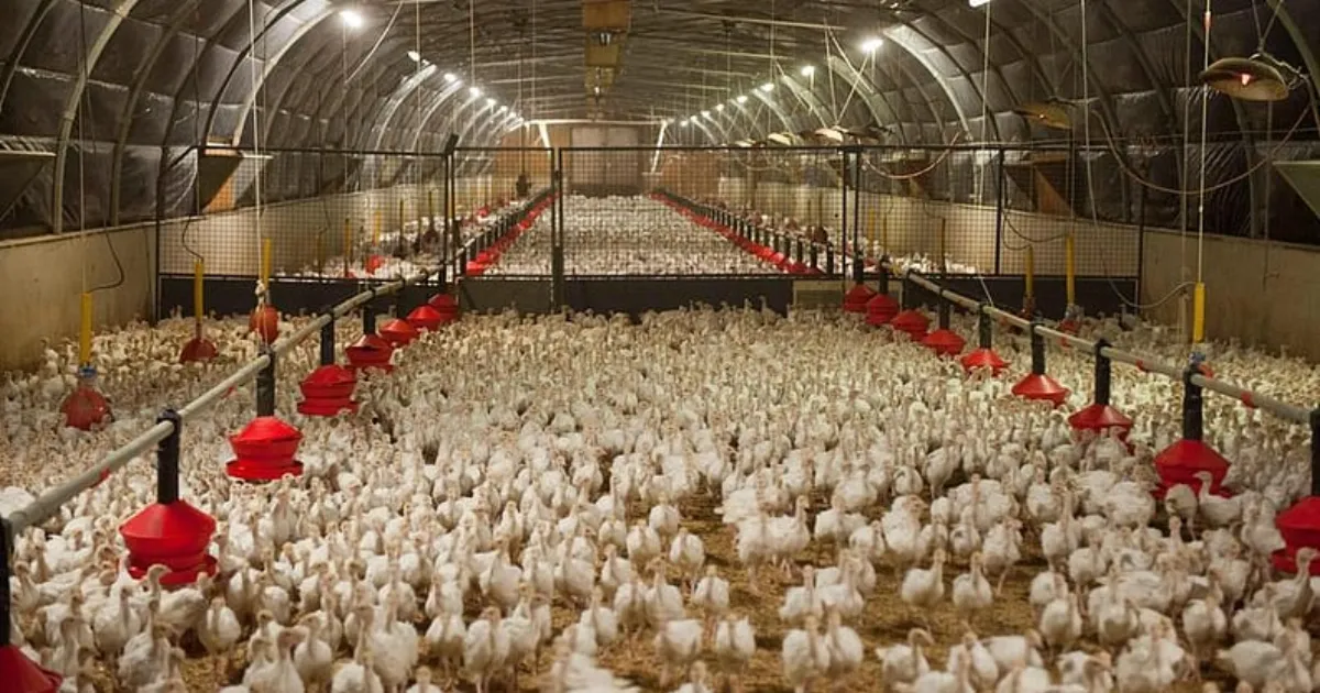 Bird Flu Confirmed In Bilaspur Poultry Farm; Over 22,000 Birds Culled