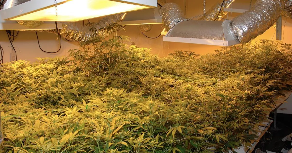 Record Drug Bust in Goa! Rs 11.67 Crore Of Hydroponic Weed Seized