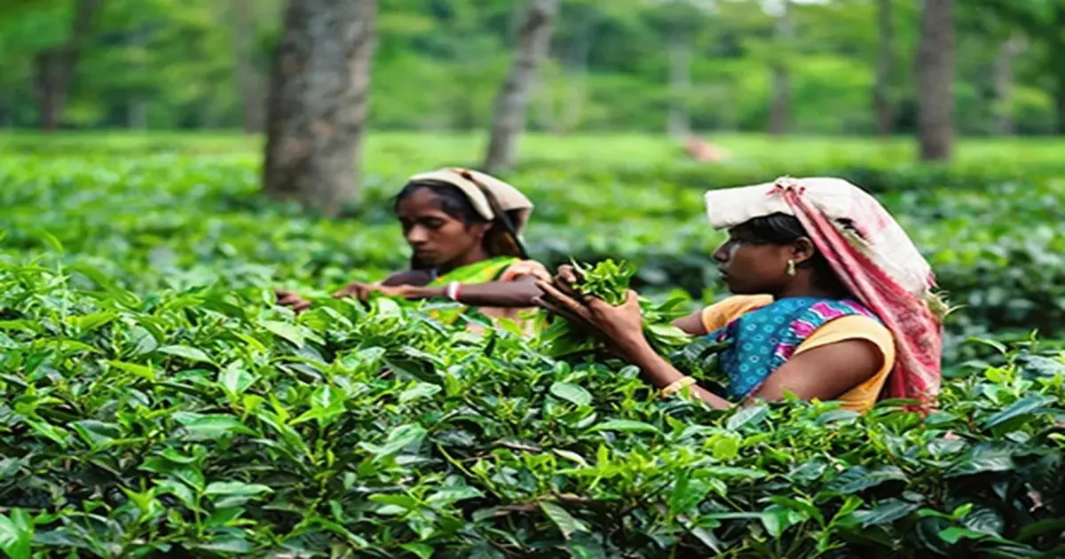 Small Tea Growers Demand Fair Price Mechanism