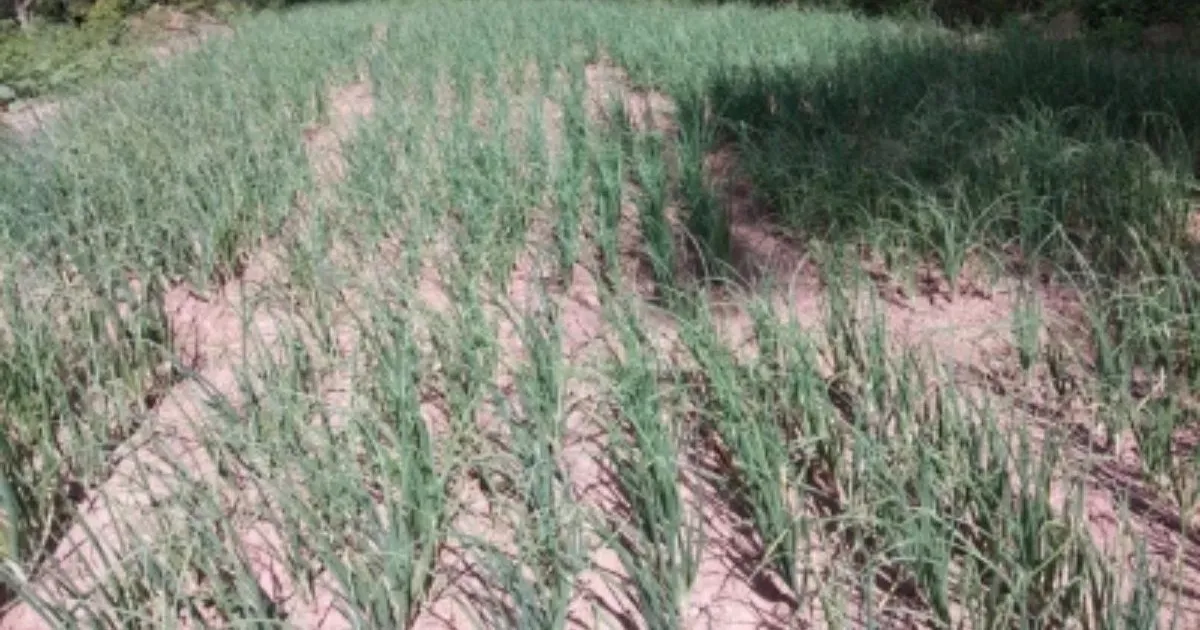 UP Farmers Urged to Insure Kharif Crops by July 31