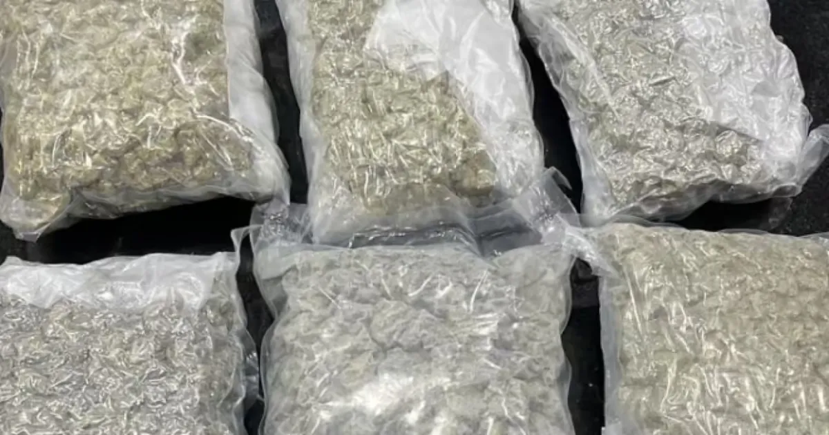 Mumbai Airport Bust Nets Rs 33.35 Crore Hydroponic Weed