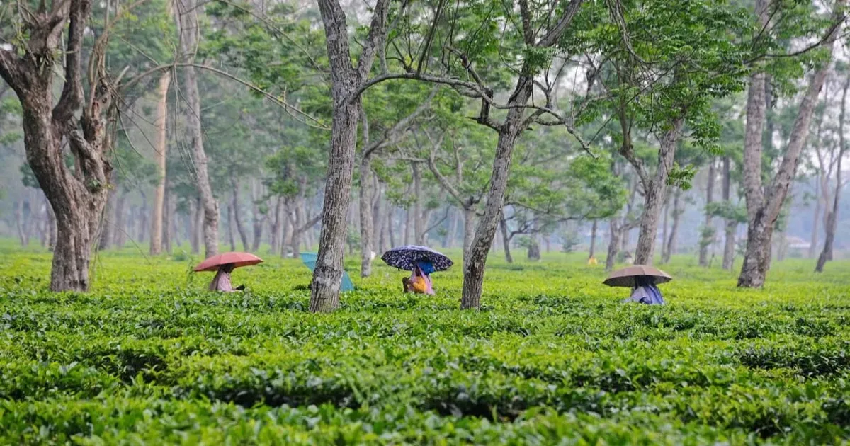 tripuras-top-tea-estate-reels-from-climate-and-labor-wo