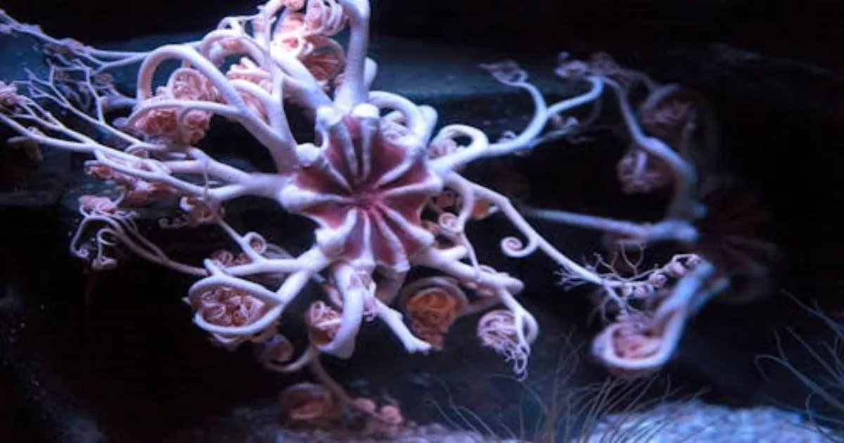 alien-like-brittle-stars-conquer-oceans-without-hearts