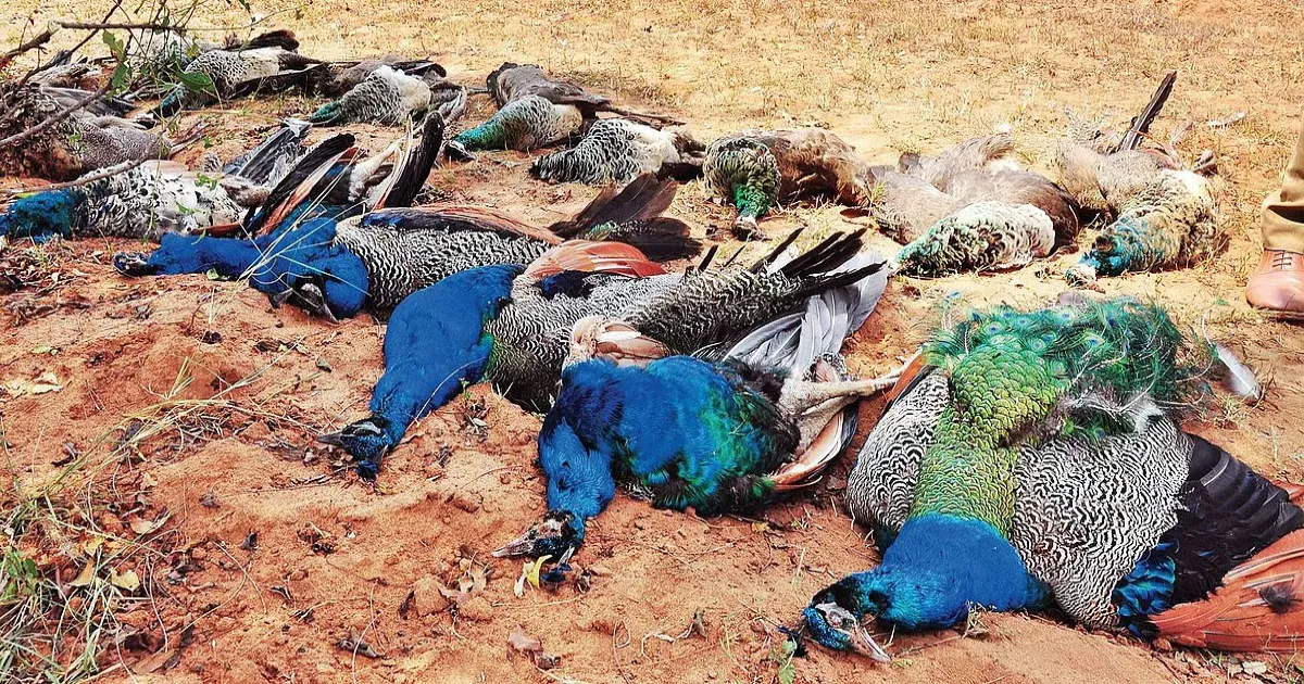 Mysterious peacock deaths spark urgent probe!