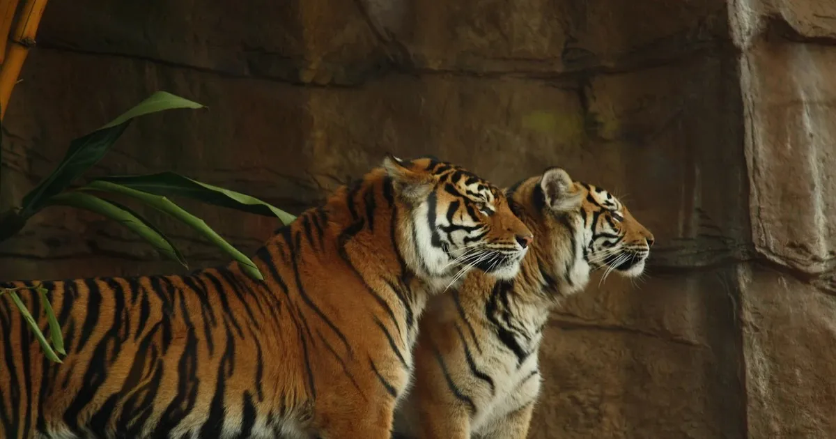 Nepal Bolsters Big Cat Conservation with IBCA Membership