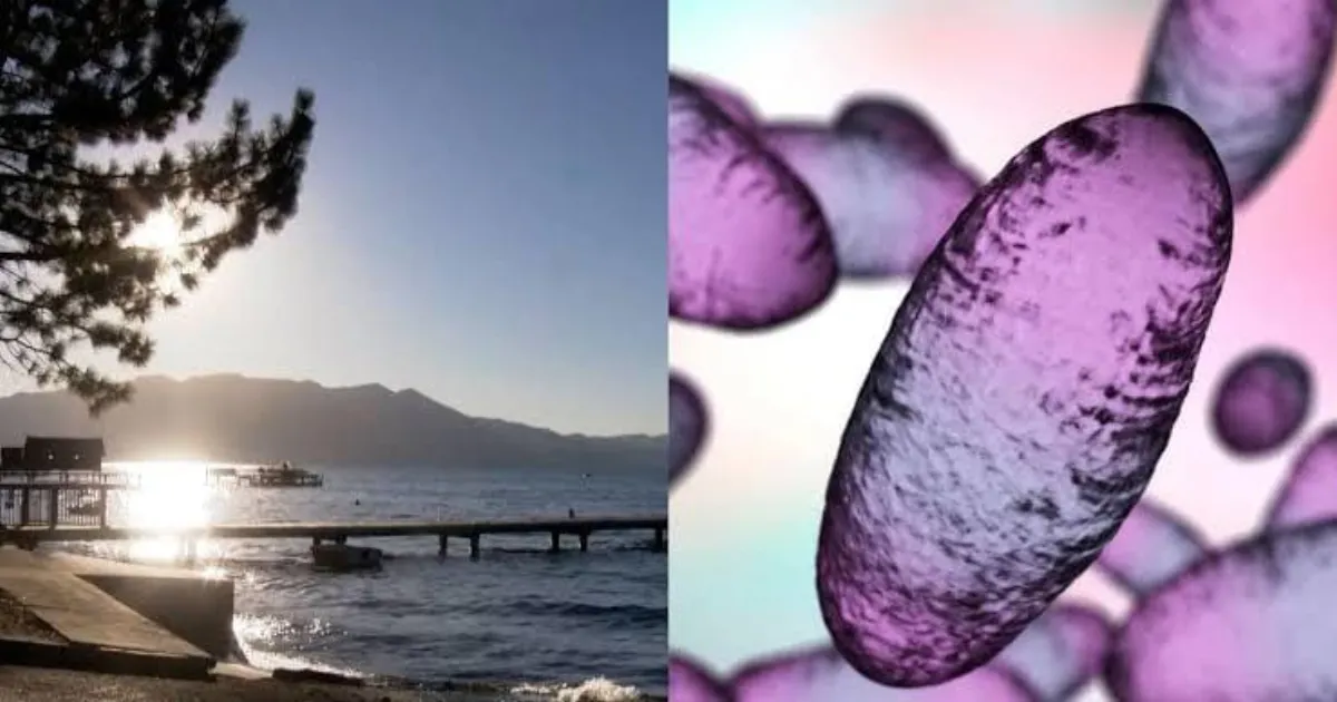 Black Death Returns? Bubonic Plague Case Confirmed in California!