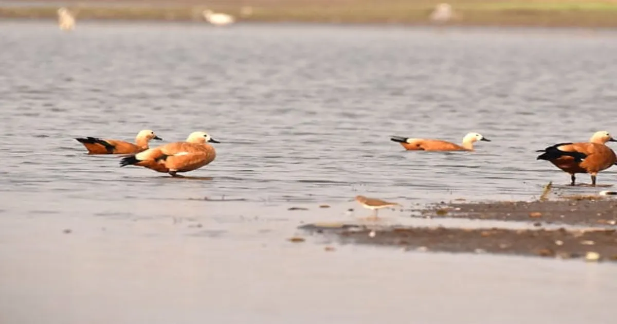 Maharashtra & BNHS Unite to Save Ujani Wetland!