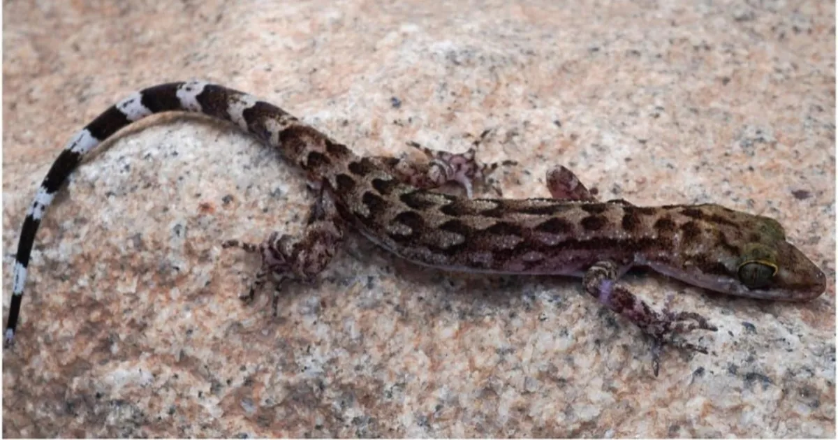 new-gecko-species-discovered-in-assam-named-after-fores