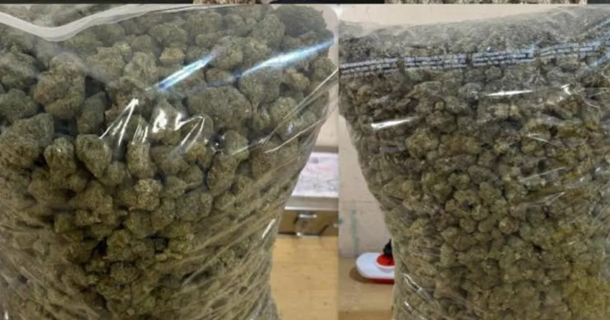 mumbai-airport-seizes-20-crore-hydroponic-weed-in-major