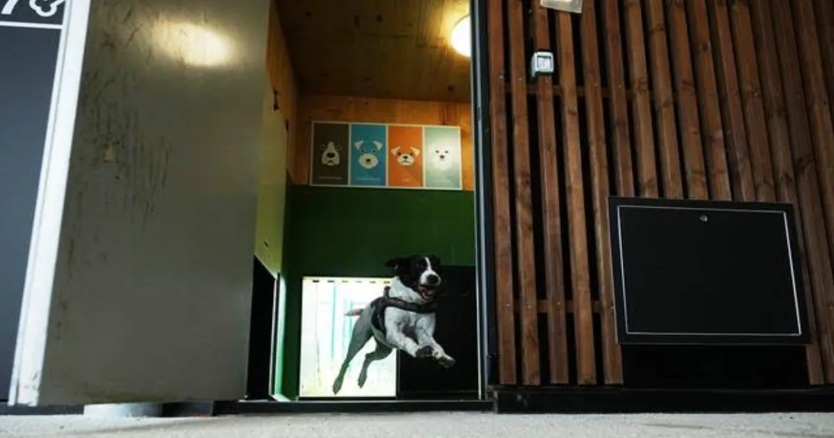 Rome Airport’s Luxe Dog Hotel Lets You Fly While Fido Gets a Spa Day