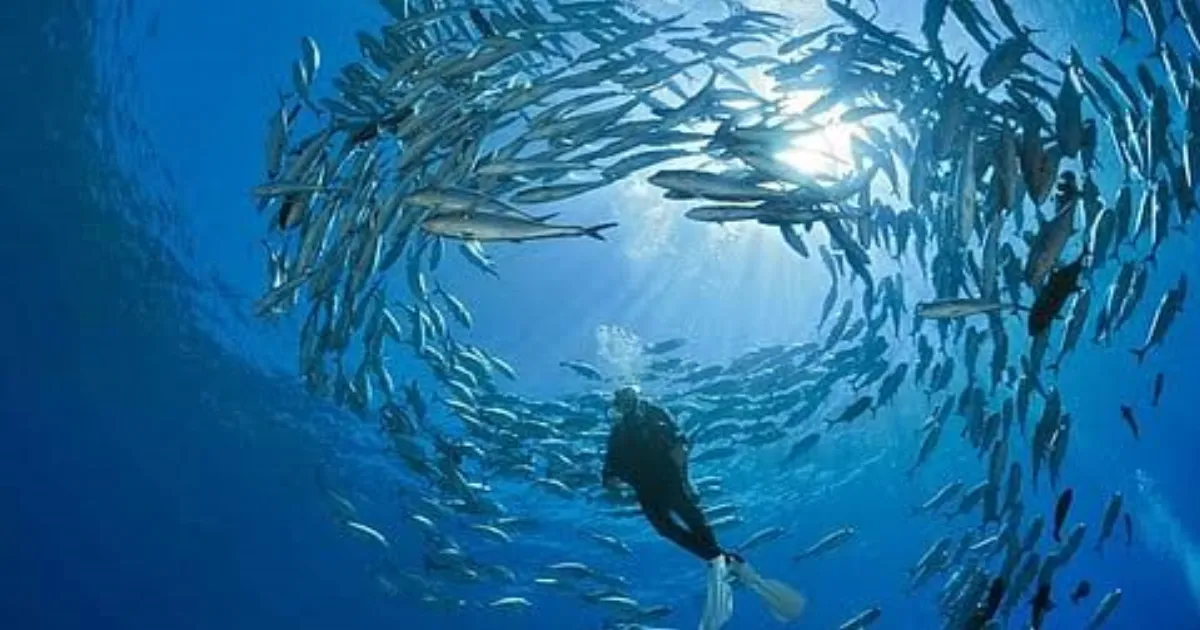 tropical-fish-invade-australias-coasts-dna-fingerprints