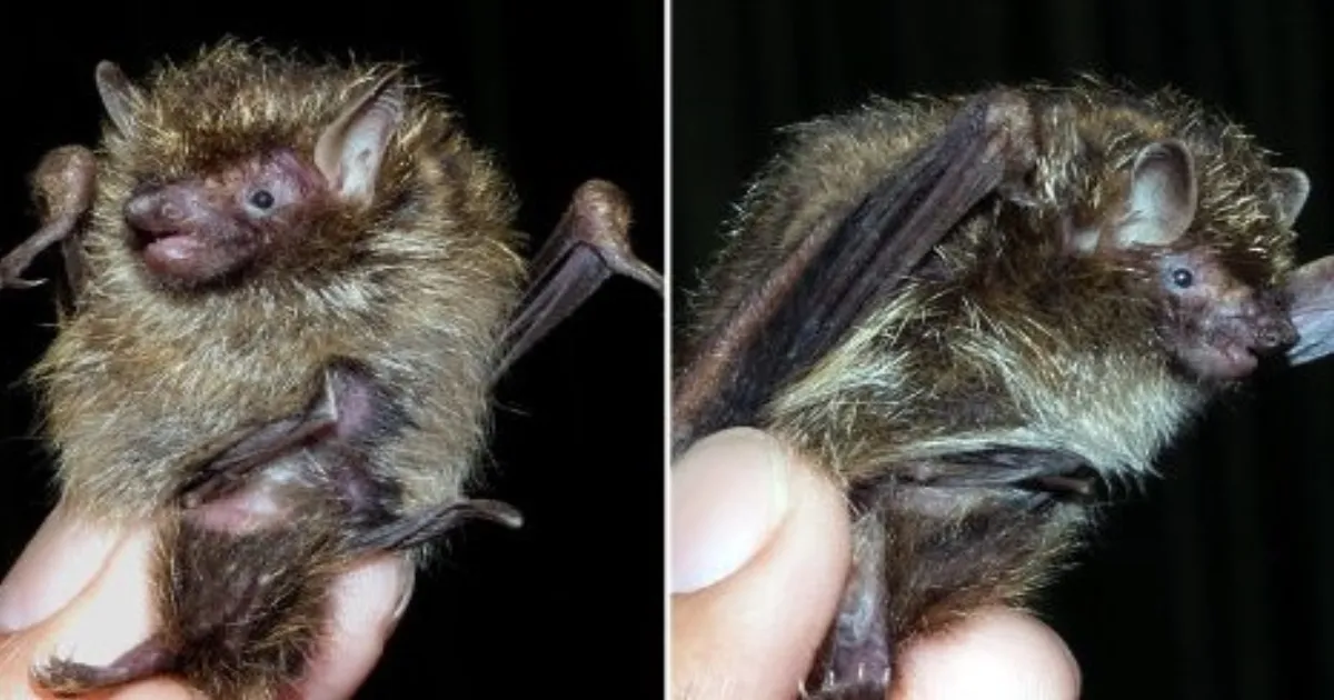Rare Golden-Haired Bat Uncovered in Mizoram: India’s New Wildlife Sensation