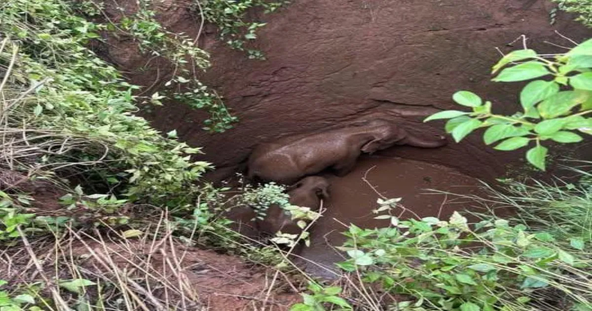 Trapped in a 20-Foot Well, Elephant Duo Saved in Thrilling Jharkhand Rescue
