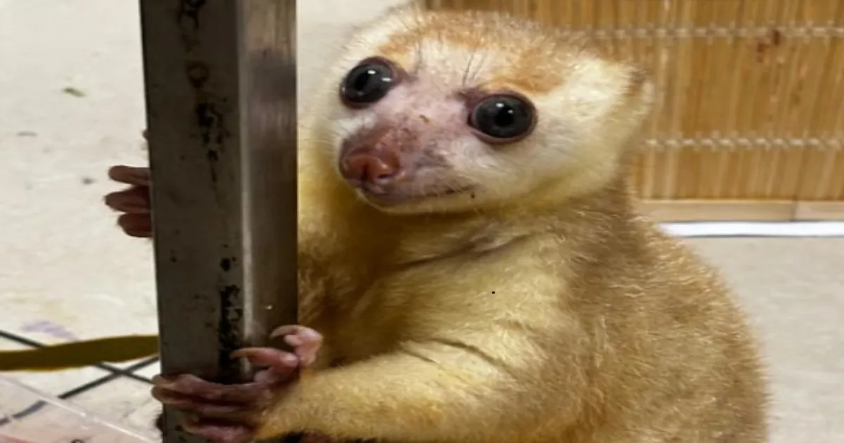 Airport Horror: Woman Busted Smuggling Live Monkeys from Bangkok