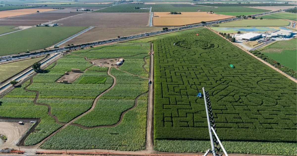 worlds-largest-corn-maze-returns-in-california-promises