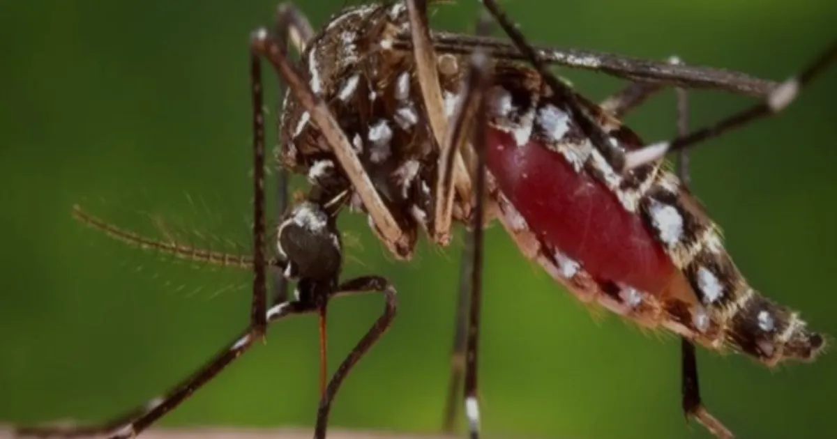 Jammu Region Reports Rising Dengue Cases Amid Monsoon Waterlogging Concerns