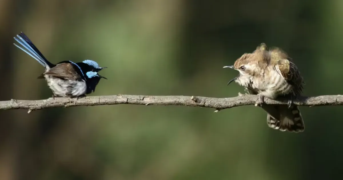 Global Bird Species Unite with a Single Call Against Parasites