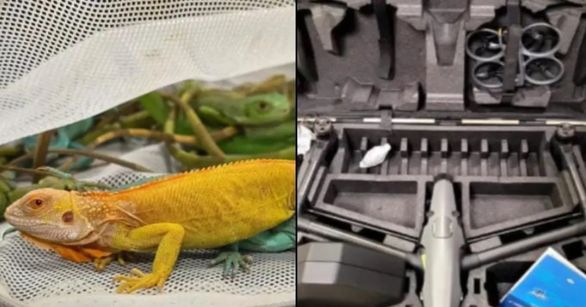 Mumbai Customs Foil Smuggling of Drones, Drugs, and Exotic Animals Worth ₹4.32 Crore